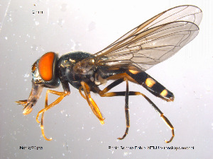  (Platycheirus peltatus - NorSy76)  @15 [ ] CreativeCommons - Attribution Non-Commercial Share-Alike (2012) NTNU Museum of Natural History and Archaeology NTNU Museum of Natural History and Archaeology