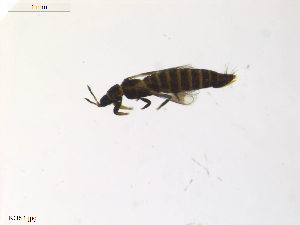  (Aeolothrips manteli - KOS1.NORTH)  @14 [ ] CreativeCommons - Attribution Non-Commercial Share-Alike (2011) Unspecified Bioforsk