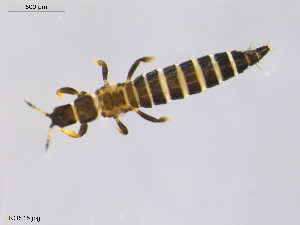  (Iridothrips iridis - KOS15)  @14 [ ] CreativeCommons - Attribution Non-Commercial Share-Alike (2011) Unspecified Bioforsk