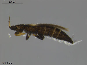  (Odontothrips loti - KOS85)  @15 [ ] CreativeCommons - Attribution Non-Commercial Share-Alike (2011) Unspecified Bioforsk