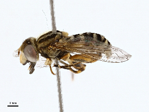  ( - BIOUG98682-A09)  @11 [ ] CreativeCommons - Attribution (2023) CBG Photography Group Centre for Biodiversity Genomics