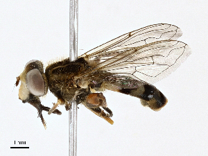  ( - BIOUG98682-D12)  @11 [ ] CreativeCommons - Attribution (2023) CBG Photography Group Centre for Biodiversity Genomics