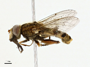  ( - BIOUG98682-E01)  @11 [ ] CreativeCommons - Attribution (2023) CBG Photography Group Centre for Biodiversity Genomics