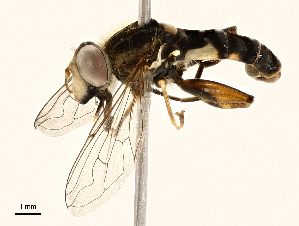  ( - BIOUG98683-F03)  @11 [ ] CreativeCommons - Attribution (2023) CBG Photography Group Centre for Biodiversity Genomics