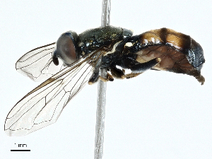 ( - BIOUG98684-D03)  @11 [ ] CreativeCommons - Attribution (2023) CBG Photography Group Centre for Biodiversity Genomics