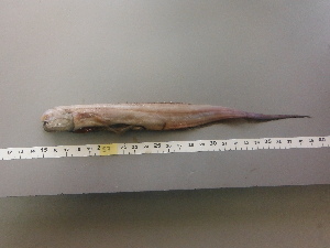  ( - JDX016)  @11 [ ] Unspecified (default): All Rights Reserved  Unspecified Unspecified