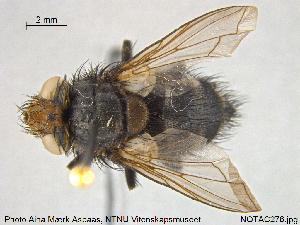  ( - NOTAC276)  @11 [ ] CreativeCommons - Attribution Non-Commercial Share-Alike (2015) NTNU University Museum, Department of Natural History NTNU University Museum, Department of Natural History