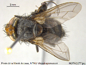  ( - NOTAC277)  @11 [ ] CreativeCommons - Attribution Non-Commercial Share-Alike (2015) NTNU University Museum, Department of Natural History NTNU University Museum, Department of Natural History