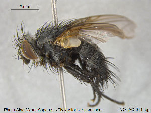  ( - NOTAC011)  @11 [ ] CreativeCommons - Attribution Non-Commercial Share-Alike (2015) NTNU University Museum, Department of Natural History NTNU University Museum, Department of Natural History