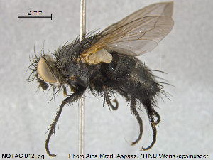  ( - NOTAC012)  @11 [ ] CreativeCommons - Attribution Non-Commercial Share-Alike (2015) NTNU University Museum, Department of Natural History NTNU University Museum, Department of Natural History