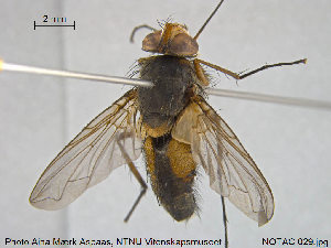  ( - NOTAC029)  @11 [ ] CreativeCommons - Attribution Non-Commercial Share-Alike (2015) NTNU University Museum, Department of Natural History NTNU University Museum, Department of Natural History