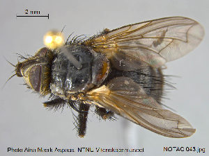  ( - NOTAC043)  @13 [ ] CreativeCommons - Attribution Non-Commercial Share-Alike (2015) NTNU University Museum, Department of Natural History NTNU University Museum, Department of Natural History