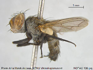  ( - NOTAC126)  @11 [ ] CreativeCommons - Attribution Non-Commercial Share-Alike (2015) NTNU University Museum, Department of Natural History NTNU University Museum, Department of Natural History