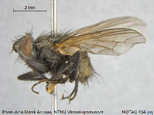  (Macronychia griseola - NOTAC134)  @13 [ ] CreativeCommons - Attribution Non-Commercial Share-Alike (2015) NTNU University Museum, Department of Natural History NTNU University Museum, Department of Natural History