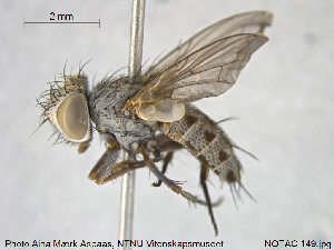  ( - NOTAC149)  @11 [ ] CreativeCommons - Attribution Non-Commercial Share-Alike (2015) NTNU University Museum, Department of Natural History NTNU University Museum, Department of Natural History