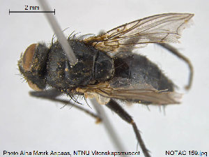  ( - NOTAC159)  @11 [ ] CreativeCommons - Attribution Non-Commercial Share-Alike (2015) NTNU University Museum, Department of Natural History NTNU University Museum, Department of Natural History