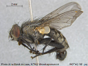  ( - NOTAC161)  @11 [ ] CreativeCommons - Attribution Non-Commercial Share-Alike (2015) NTNU University Museum, Department of Natural History NTNU University Museum, Department of Natural History
