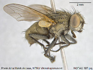  ( - NOTAC167)  @11 [ ] CreativeCommons - Attribution Non-Commercial Share-Alike (2015) NTNU University Museum, Department of Natural History NTNU University Museum, Department of Natural History