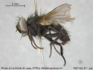  ( - NOTAC211)  @13 [ ] CreativeCommons - Attribution Non-Commercial Share-Alike (2015) NTNU University Museum, Department of Natural History NTNU University Museum, Department of Natural History