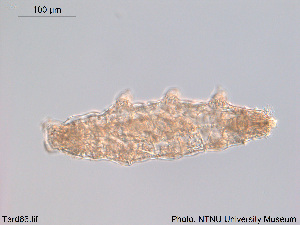  (Macrobiotus hufelandi - Tard66)  @11 [ ] Creative Commons  Attribution Non-Commercial Share-Alike (2016) NTNU University Museum, Department of Natural History NTNU University Museum, Department of Natural History