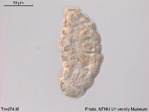  ( - Tard74)  @11 [ ] Creative Commons  Attribution Non-Commercial Share-Alike (2016) NTNU University Museum, Department of Natural History NTNU University Museum, Department of Natural History