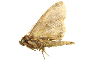  ( - NOTFG-0055)  @13 [ ] CreativeCommons - Attribution (2010) CBG Photography Group Centre for Biodiversity Genomics