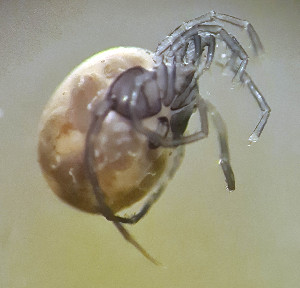  ( - CCDB 38560 B10)  @11 [ ] CreativeCommons - Attribution Share-Alike (2021) Unspecified Department of Biology, Faculty of Sciences and Mathematics, Podgorica