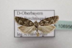  ( - BC ZSM Lep 106956)  @11 [ ] CreativeCommons - Attribution Non-Commercial Share-Alike (2019) SNSB, Staatliche Naturwissenschaftliche Sammlungen Bayerns ZSM (SNSB, Zoologische Staatssammlung Muenchen)
