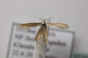  ( - BC ZSM Lep 107081)  @11 [ ] CreativeCommons - Attribution Non-Commercial Share-Alike (2019) SNSB, Staatliche Naturwissenschaftliche Sammlungen Bayerns ZSM (SNSB, Zoologische Staatssammlung Muenchen)