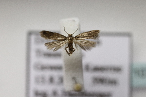  ( - BC ZSM Lep 107125)  @12 [ ] CreativeCommons - Attribution Non-Commercial Share-Alike (2019) SNSB, Staatliche Naturwissenschaftliche Sammlungen Bayerns ZSM (SNSB, Zoologische Staatssammlung Muenchen)