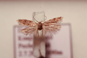  ( - BC ZSM Lep 109029)  @11 [ ] by-nc-sa (2020) SNSB, Staatliche Naturwissenschaftliche Sammlungen Bayerns ZSM (SNSB, Zoologische Staatssammlung Muenchen)