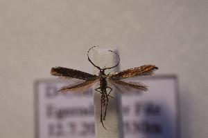  ( - BC ZSM Lep 113828)  @11 [ ] by-nc-sa (2021) SNSB, Staatliche Naturwissenschaftliche Sammlungen Bayerns ZSM (SNSB, Zoologische Staatssammlung Muenchen)