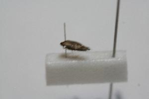  ( - BC_ZSM_Lep_119859)  @11 [ ] by-nc-sa (2025) SNSB, Staatliche Naturwissenschaftliche Sammlungen Bayerns ZSM (SNSB, Zoologische Staatssammlung Muenchen)