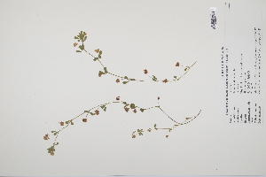  ( - CP0010136)  @11 [ ] CreativeCommons  Attribution Non-Commercial No Derivatives (2022) Herbarium C Natural History Museum of Denmark