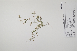  ( - CP0010137)  @11 [ ] CreativeCommons  Attribution Non-Commercial No Derivatives (2022) Herbarium C Natural History Museum of Denmark