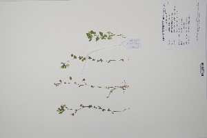  ( - CP0011381)  @11 [ ] CreativeCommons  Attribution Non-Commercial No Derivatives (2022) Herbarium C Natural History Museum of Denmark