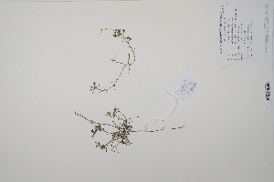  ( - CP0011382)  @11 [ ] CreativeCommons  Attribution Non-Commercial No Derivatives (2022) Herbarium C Natural History Museum of Denmark