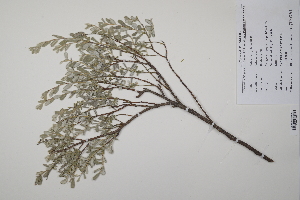  ( - CP0011399)  @11 [ ] CreativeCommons  Attribution Non-Commercial No Derivatives (2022) Herbarium C Natural History Museum of Denmark