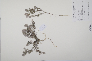  (Trifolium arvense - CP0011419)  @11 [ ] CreativeCommons  Attribution Non-Commercial No Derivatives (2022) Herbarium C Natural History Museum of Denmark