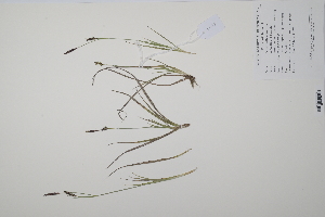 (Carex panicea - CP0011435)  @11 [ ] CreativeCommons  Attribution Non-Commercial No Derivatives (2022) Herbarium C Natural History Museum of Denmark