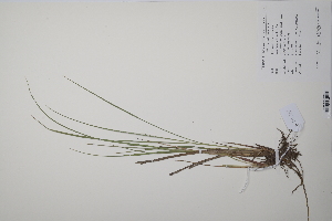  (Carex nigra - CP0011451)  @11 [ ] CreativeCommons  Attribution Non-Commercial No Derivatives (2022) Herbarium C Natural History Museum of Denmark