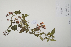  (Solanum dulcamara - CP0011479)  @11 [ ] CreativeCommons  Attribution Non-Commercial No Derivatives (2022) Herbarium C Natural History Museum of Denmark