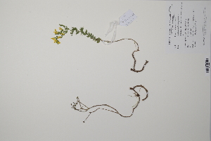  (Genista - CP0011497)  @11 [ ] CreativeCommons  Attribution Non-Commercial No Derivatives (2022) Herbarium C Natural History Museum of Denmark