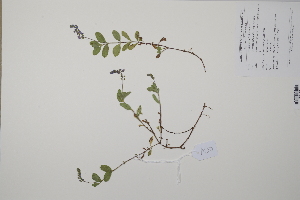 (Veronica officinalis - CP0011498)  @11 [ ] CreativeCommons  Attribution Non-Commercial No Derivatives (2022) Herbarium C Natural History Museum of Denmark