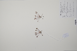  (Drosera intermedia - CP0011506)  @11 [ ] CreativeCommons  Attribution Non-Commercial No Derivatives (2022) Herbarium C Natural History Museum of Denmark