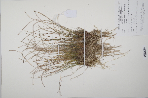  (Eleocharis multicaulis - CP0011507)  @11 [ ] CreativeCommons  Attribution Non-Commercial No Derivatives (2022) Herbarium C Natural History Museum of Denmark
