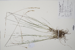  (Molinia caerulea - CP0011509)  @11 [ ] CreativeCommons  Attribution Non-Commercial No Derivatives (2022) Herbarium C Natural History Museum of Denmark