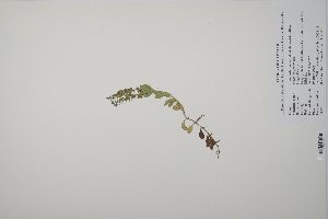 ( - CP0011528)  @11 [ ] CreativeCommons  Attribution Non-Commercial No Derivatives (2022) Herbarium C Natural History Museum of Denmark