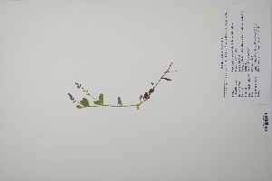  ( - CP0011529)  @11 [ ] CreativeCommons  Attribution Non-Commercial No Derivatives (2022) Herbarium C Natural History Museum of Denmark