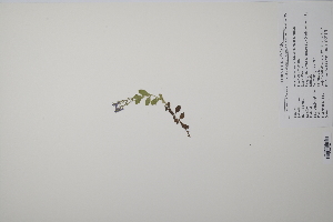  ( - CP0011531)  @11 [ ] CreativeCommons  Attribution Non-Commercial No Derivatives (2022) Herbarium C Natural History Museum of Denmark